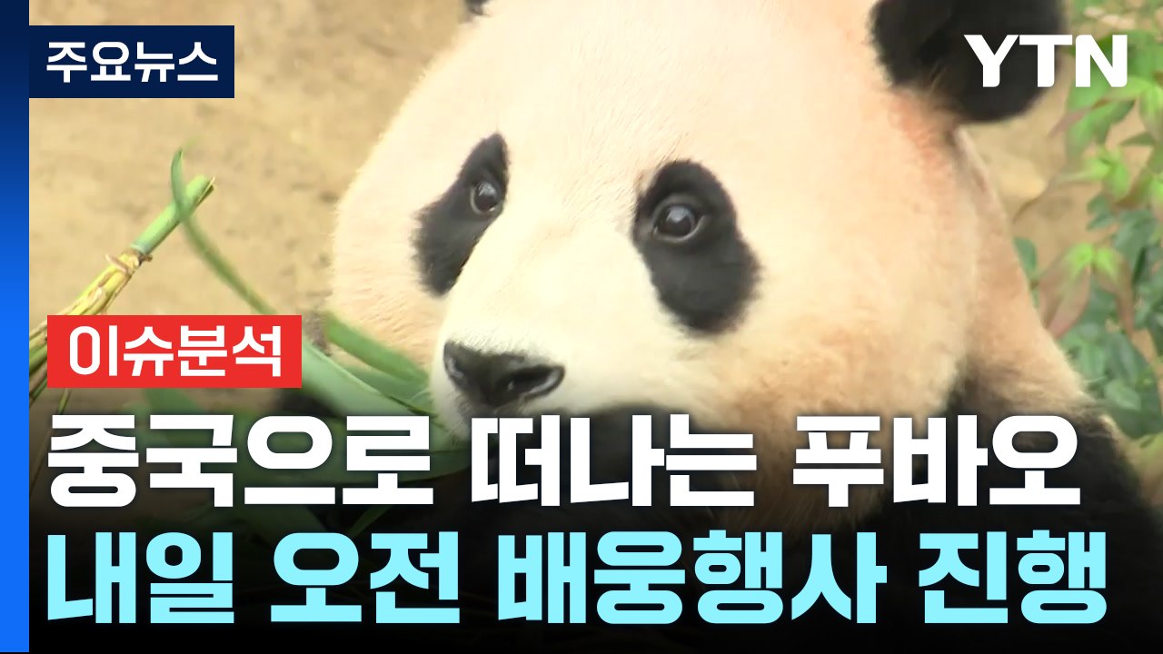 [YTN24] '이별 D-1' 내일 중국으로 떠나는 푸바오...판다 신드롬 비결은?...
