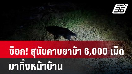 ช็อก! สุนัขคาบยาบ้า 6,000 เม็ด มาทิ้งหน้าบ้าน | โชว์ข่าวเช้านี้ | 2 เม.ย. 67