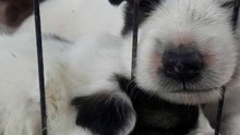 puppies