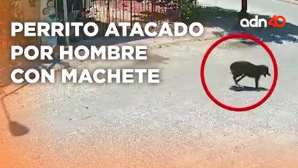 ¡Con los animales no! Perrito pierde pierna por ataque de hombre con macheteI Ciudad Desnuda