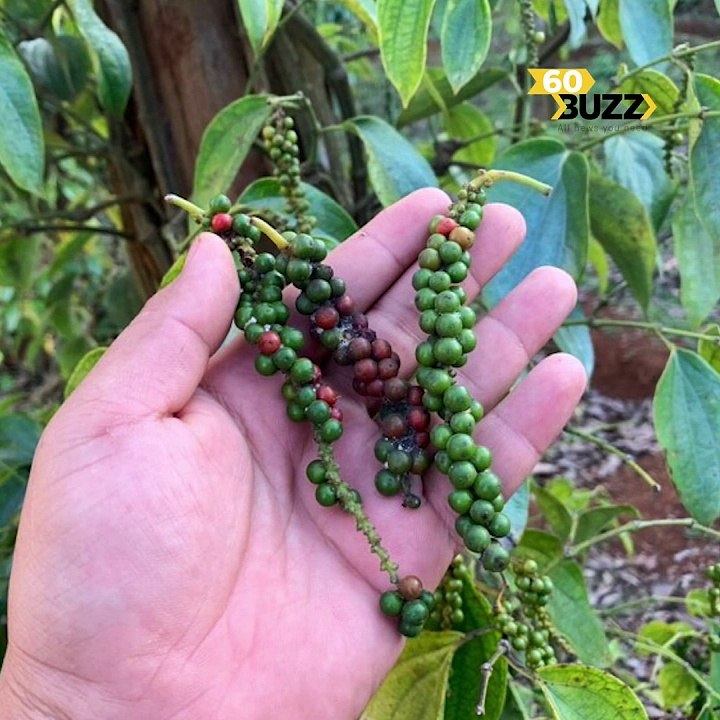 ទោះតម្លៃម្រេចមិនបានថ្លៃ​ដូចកាល១០ឆ្នាំមុន តែ​បងប្អូនកសិករមណ្ឌលគិរី​នៅតែបន្តដាំ