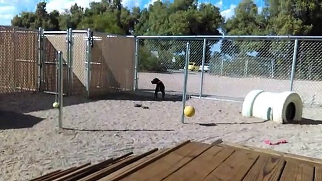 Old film❤️Girl 4y A591033 American Stafford Terrier Easy going knew Sit enjoying a bit of time outside kennel 12 at Pima Animal Care Center❤️4000 N. Silverbell Tucson AZ 520-724-5900 on 4-28-2017adopted5-16-2017old film