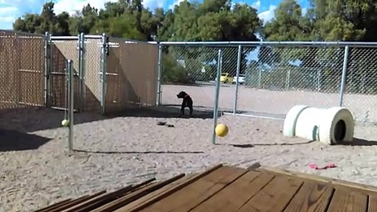 Old film❤️Girl 4y A591033 American Stafford Terrier Easy going knew Sit enjoying a bit of time outside kennel 12 at Pima Animal Care Center❤️4000 N. Silverbell Tucson AZ 520-724-5900 on 4-28-2017adopted5-16-2017old film