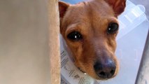 Old film❤️Polly Pet Id 841969 Tan little guy Baby Steps 1st intro & sit command but probably just wanted to spend some time together at Humane Society of Southern Arizona❤️ 3450 N. Kelvin Tucson AZ on 4-25-2017adopted