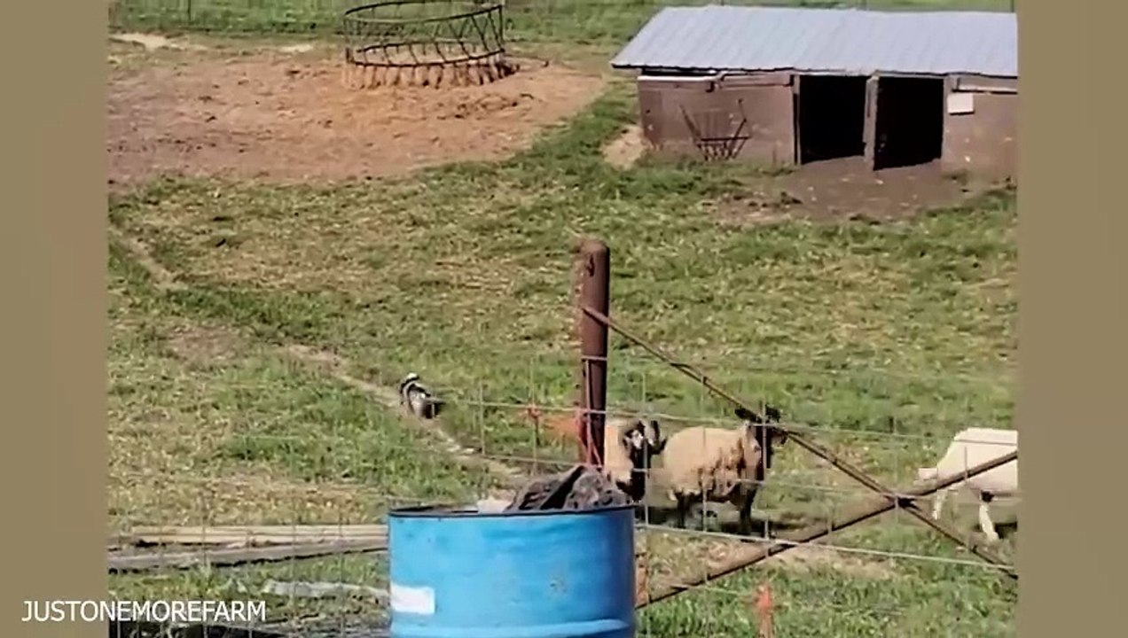 The FUNNIEST Animal Videos of 2024! DON'T LAUGH CHALLENGE