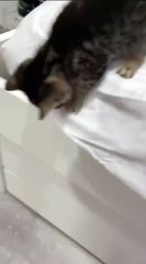 why don’t u pick me up and put me down there instead of filming m