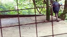 what kind od animal is this?