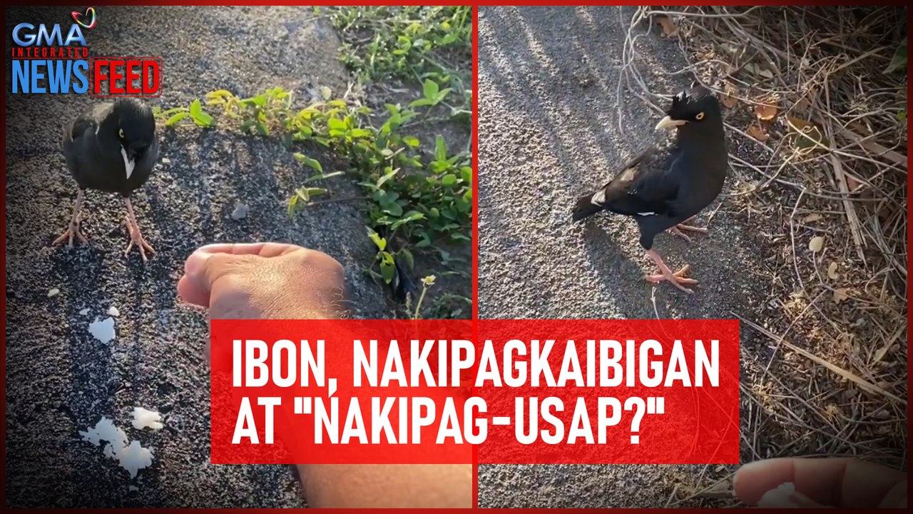 Ibon, nakipagkaibigan at "nakipag-usap?" | GMA Integrated Newsfeed