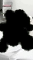 sumpah lucu banget kucing