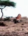 For Bullying Hyena Cub Hyenas Attack Lions Wild Animals Fight
