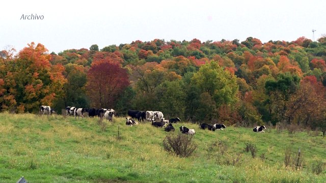 EEUU detecta su primer caso humano de gripe aviar transmitido por una vaca lechera