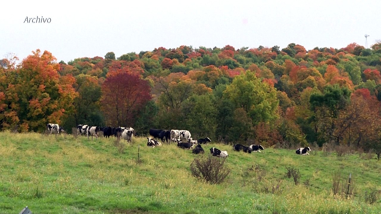 EEUU detecta su primer caso humano de gripe aviar transmitido por una vaca lechera