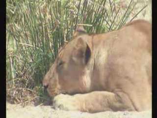 predateurs d afrique