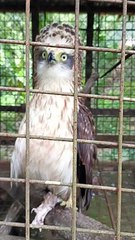 what bird is this po ba?