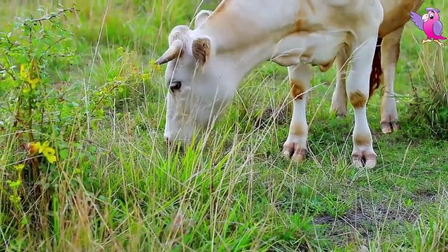 COW VIDEO COWS MOOING AND GRAZING IN A FIELD