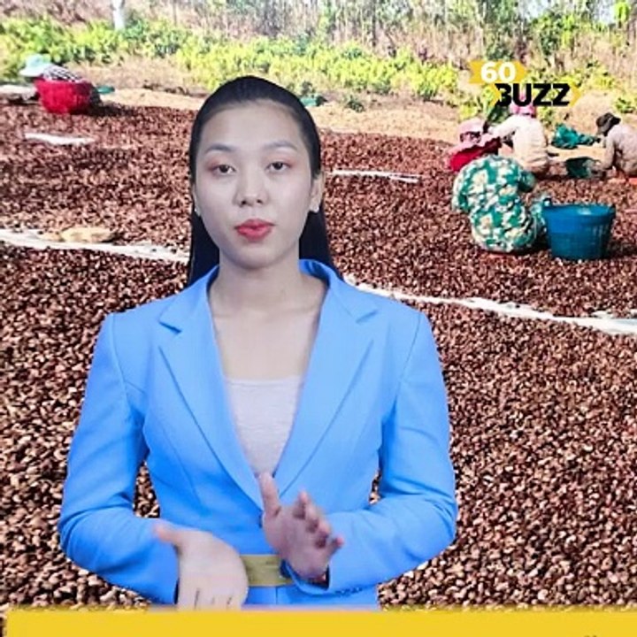 កម្ពុជា​នាំ​ចេញ​គ្រាប់ស្វាយចន្ទី​ទៅ​កាន់​ទីផ្សារ​អន្តរ​ជាតិ​ប្រមាណ​៦៥​ម៉ឺន​តោន