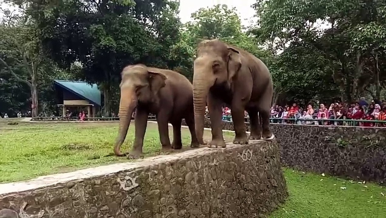 Laugh out loud.!! Funny Action of an Elephant Walking Backwards