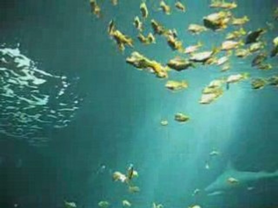 Aquarium2008042902