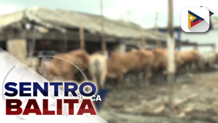 Ilang baboy at baka sa Marinduque, nag-positibo sa rabies ayon sa DA