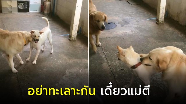 เอ็นดู ! โกลเด้นเป็นกรรมการช่วยห้าม ไม่เอาเพื่อนอย่ากัดกัน