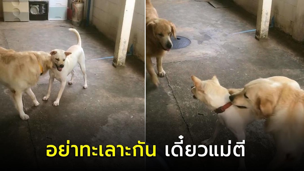 เอ็นดู ! โกลเด้นเป็นกรรมการช่วยห้าม ไม่เอาเพื่อ...