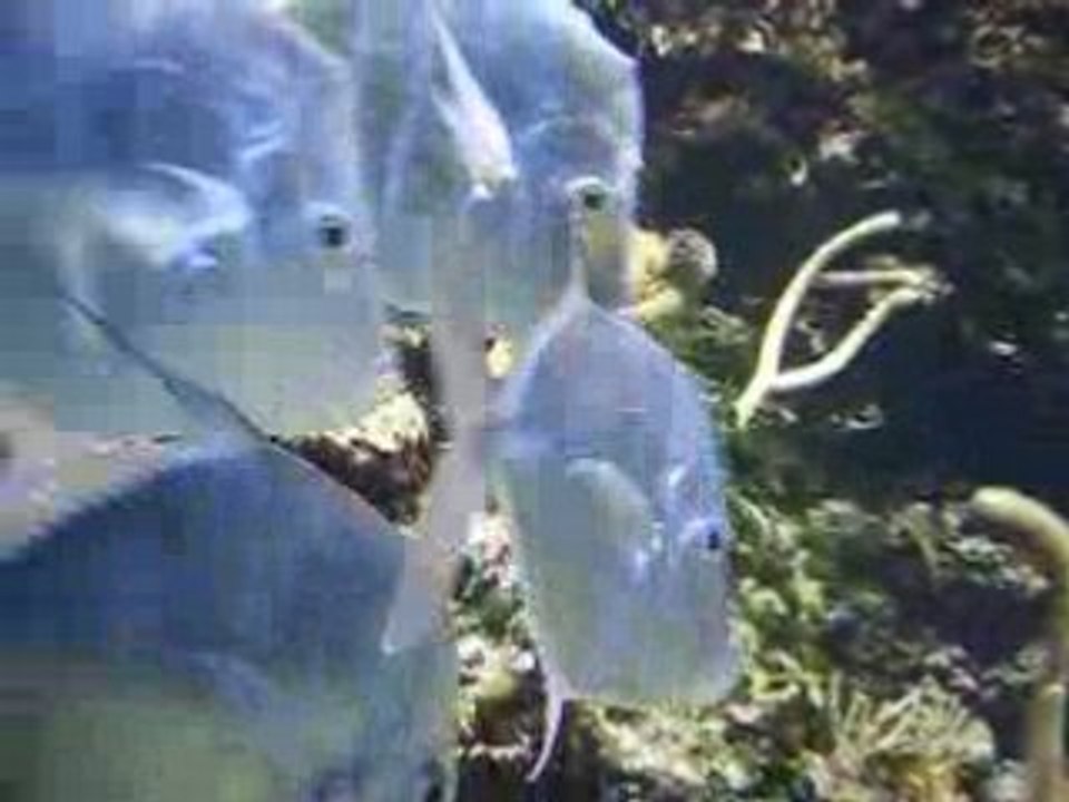 Aquarium2008032903