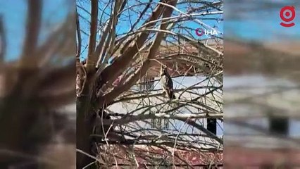 Diyarbakır'da nesli tükenmekte olan boynuzlu baykuş görüntülendi