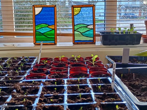 5 tips for healthy seedlings: Gardening With Brendan