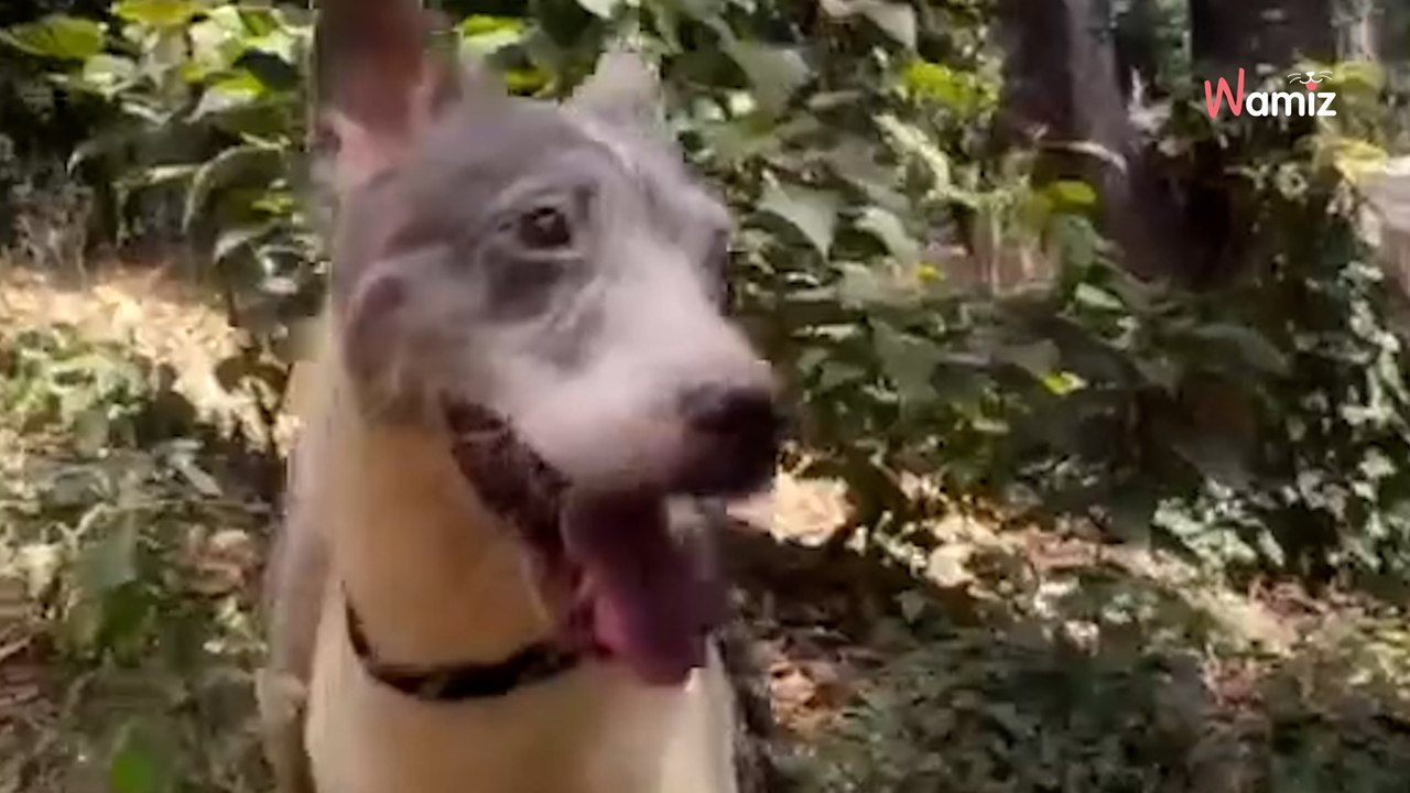 Aux Philippines, un vieux chien est trouvé dans une cage rouillée : l’association fait son possible pour lui offrir une belle vie