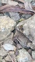 A BEE he can't fly