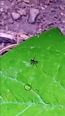 ANT HE HAVING THER OWN WINGS