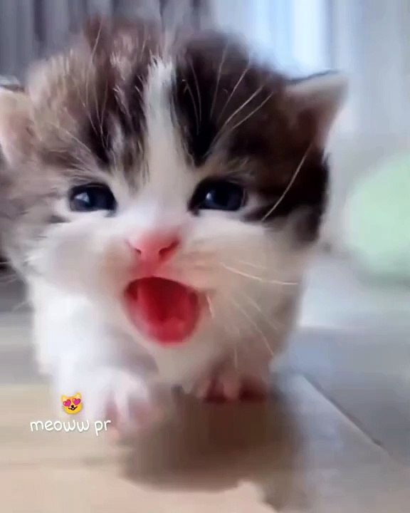 Meow Cat walking