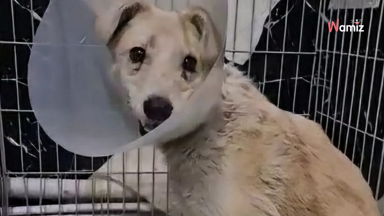 En refuge avec 4 pattes fracturées, cette chienne doit trouver une famille qui pourra lui apporter du confort