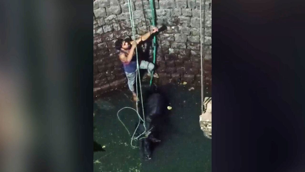 Einheimische retten mutig einen in einem Brunnen gefangenen Stier