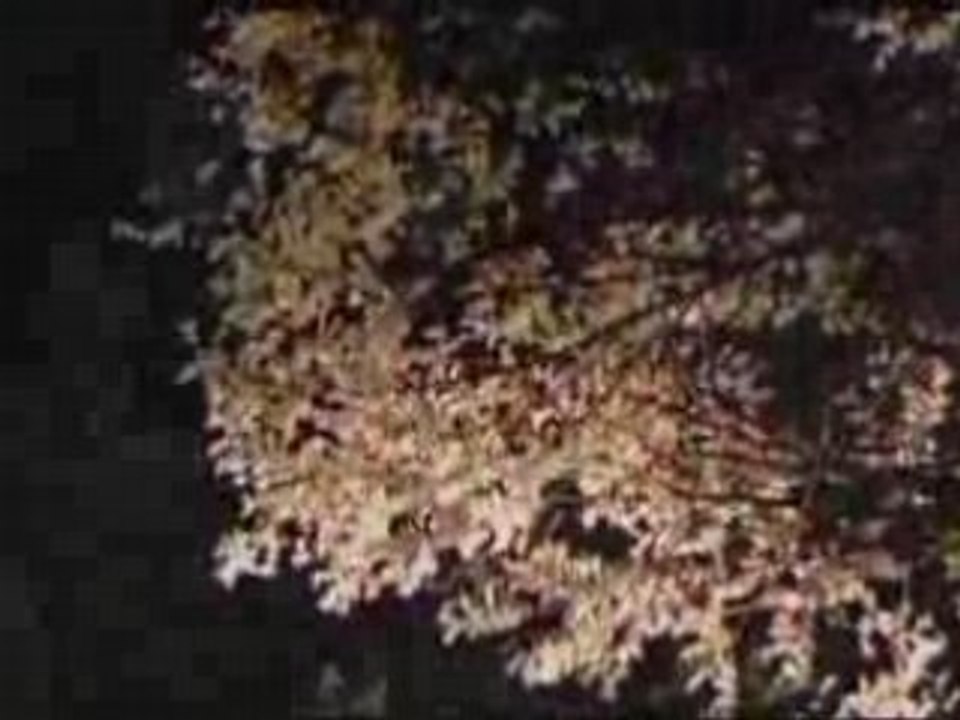 夜桜 - YO SAKURA   Cherry Blossom