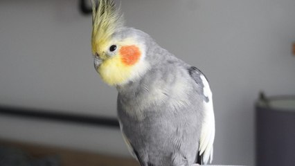 Cockatiel belts out favourite tunes including funk classic 'September