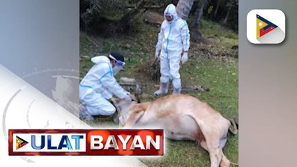 Ilang probinsya sa Marinduqe, isinailalim sa state of calamity dahil sa rabies outbreak