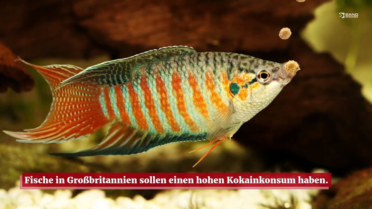 Britische Fische werden von Drogen high