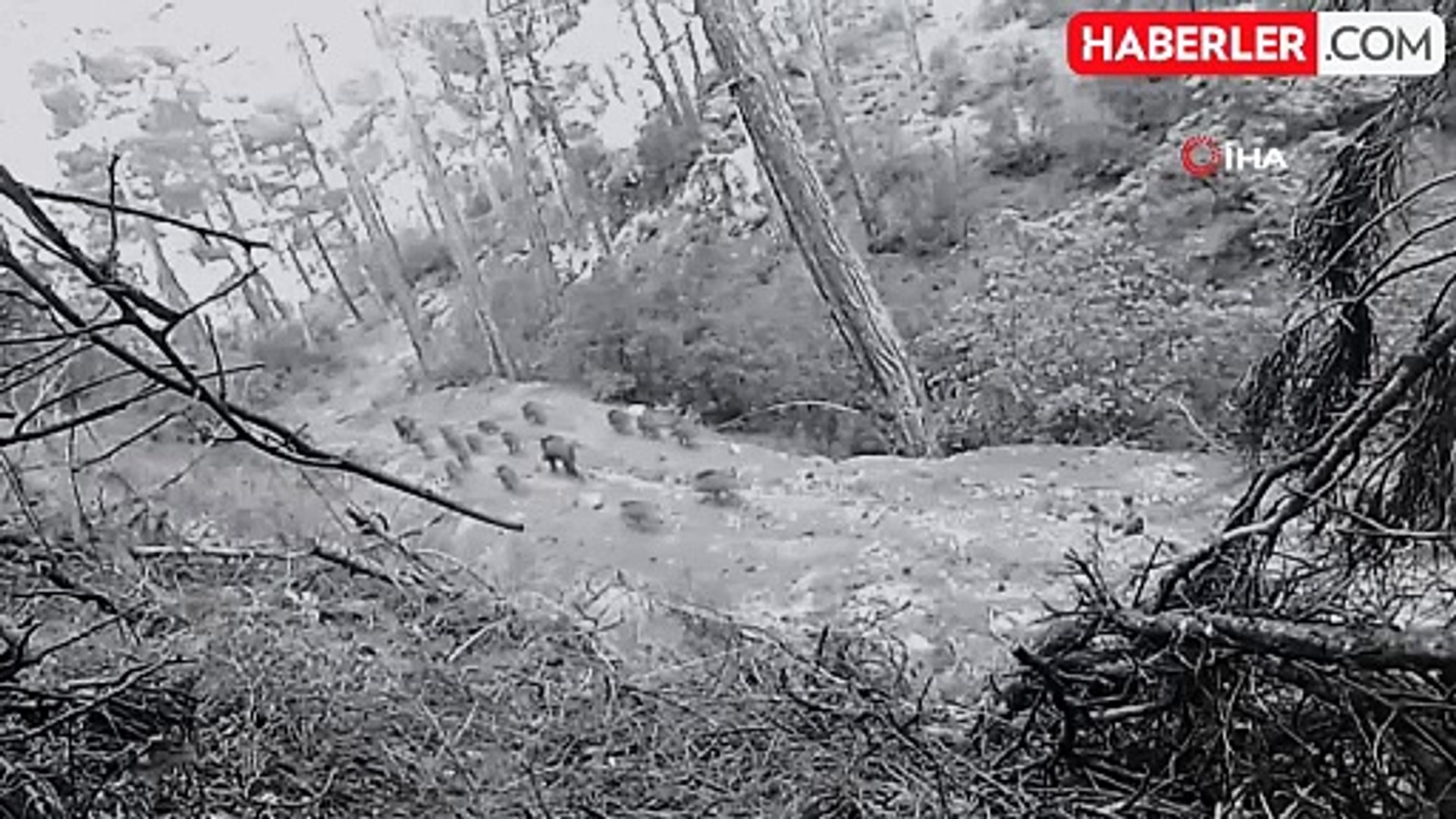 Muğla'da Yaban Hayvanları Fotokapana Yakalandı