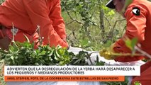 Advierten que la desregulación de la yerba hará desaparecer a los pequeños y medianos productores