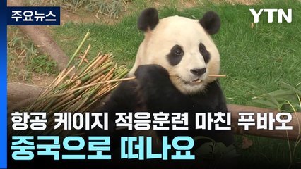 항공 케이지 적응훈련 마친 푸바오, 중국으로 떠나요 / YTN