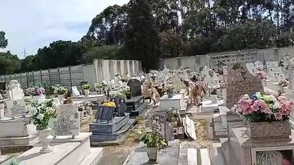 invasão de rebanho de cabras a cemitério no Barreiro