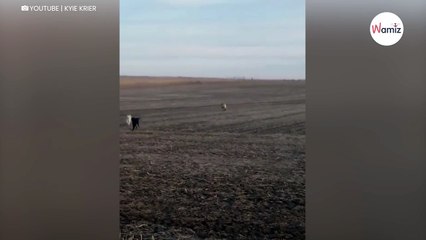 Vermisster Labrador kommt zurück, aber bringt zwei komische Freunde mit (Video)