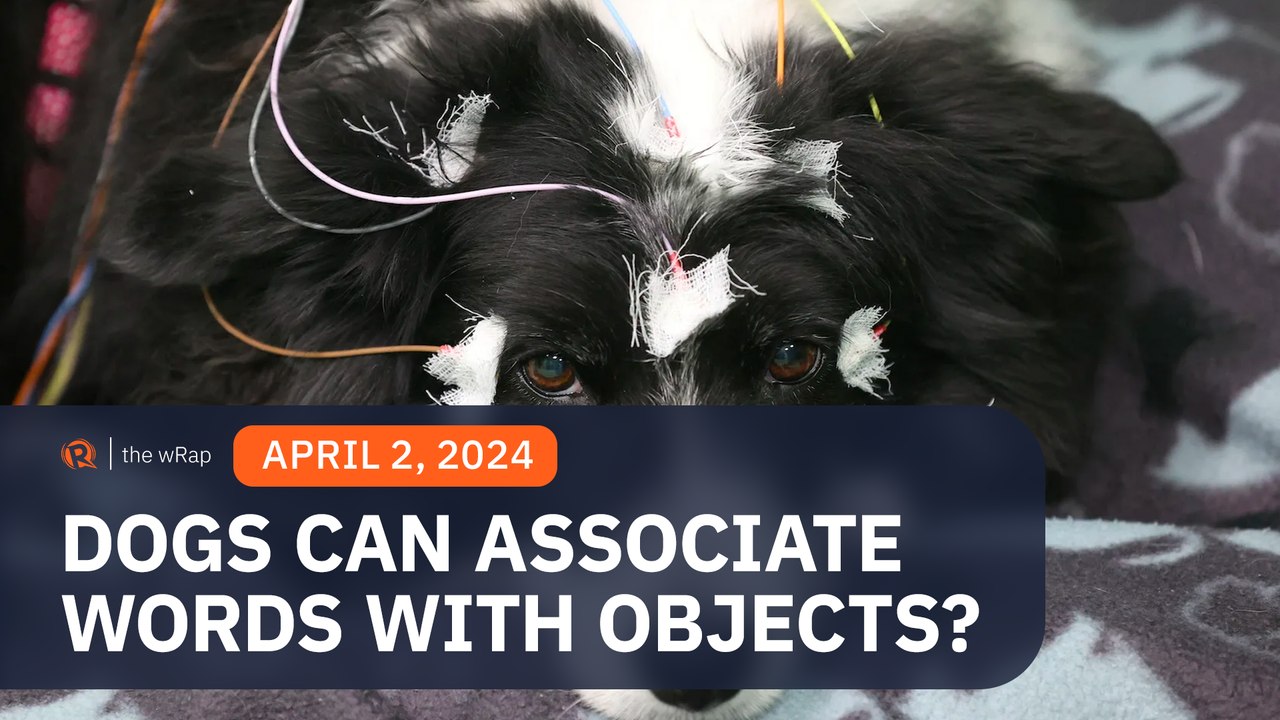 Dogs can associate words with objects, study finds
