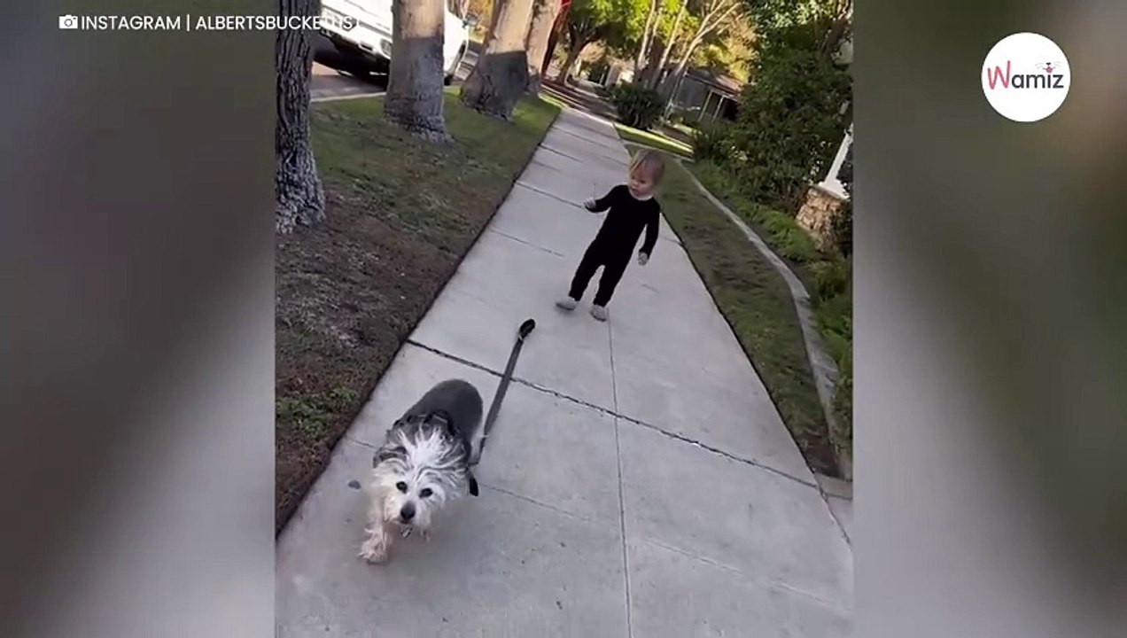 Mädchen versucht, mit dem Hund spazieren zu gehen: Es ist zum Totlachen (Video)
