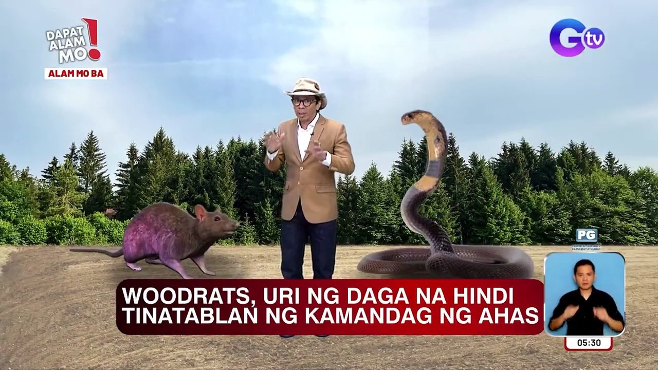Isang uri ng daga, hindi tinatablan ng kamandag ng ahas! | Dapat Alam Mo!