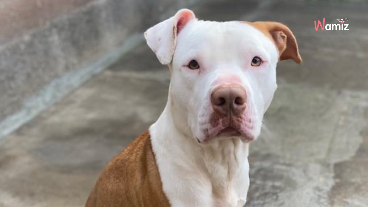 72h après son adoption, un homme dépose un chien au refuge : le toutou refuse de le quitter