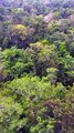 Amazon the World's Largest Jungle - Tropical Rainforest #shorts