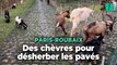 Des chèvres utilisées pour désherber les pavés de la course Paris-Roubaix