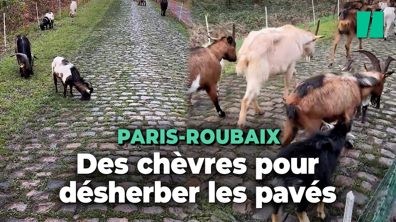 Des chèvres utilisées pour désherber les pavés de la course Paris-Roubaix